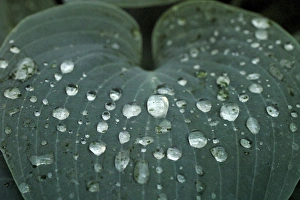 Water Droplets On Plant Leaves Imprime: Hosta leaf with dew drops close up