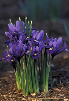 Purple Iris Flower Imprime: Iris