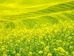 Palouse Landscape Imprime: Patterns in canola fields