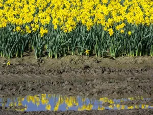 Paisaje Imprime: Filas de narcisos en reflexión.