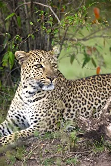 Leopard Conservation Efforts Imprime: Leopard (Panthera