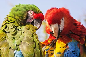 Colorful Parrots Imprime: Two Macaws preening