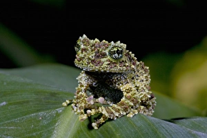 Theloderma Corticale Imprime: Mossy Treefrog, Theloderma corticale, Native to Vietnam