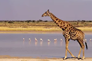 Southern Africa Travel Guide Imprime: Namibia: Etosha