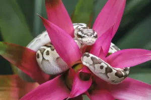 Serpiente de la culebra de bola.