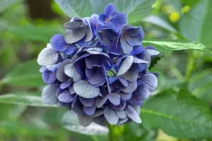 Flora Photography Imprime: Blue bigleaf hydrangea