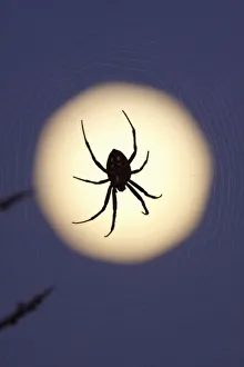 Spider Web Images Imprime: Orb spider on web