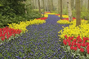 Holland Tulips Imprime: Pathway of Grape