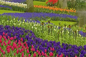 Grape Hyacinth Blooms Imprime: Pattern of tulips