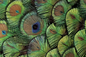 Impresiones de Diseño de pico pechera Imágenes fechadas en noviembre de 2011: Pena del pavo real