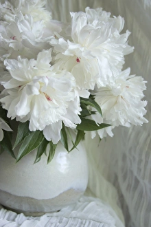 White Peony Flower Imprime: Peony Study