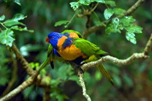 Parrot Species Identification Imprime: Rainbow Lorikeets