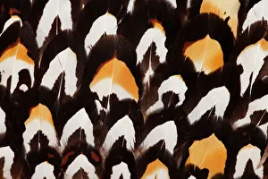 Impresiones de Patrón de Pluma del Pavo Reeves Faisán Reevess Imprime: Patrón de Pluma del Pavo Reeves