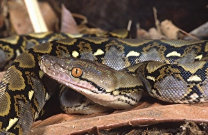 Reticulated Python Imprime: Reticulated Python, Python reticulatus, Native to Tropical Indo China