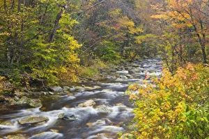 Green Mountains Scenery Imprime: Roaring Brook in