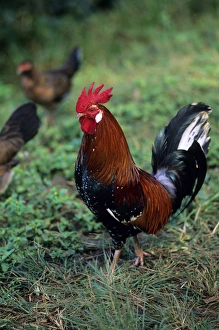 Farmyard Birds Imprime: Rooster