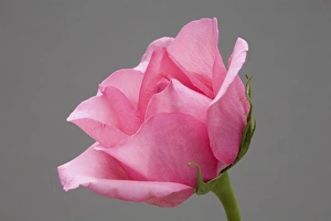 Wildflower Blossom Images Imprime: Rose