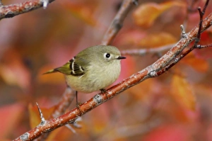 Autumn Woodland Scenes Imprime: Ruby-crowned Kinglet, Regulus calendula, adult in Black Hawthorn, Grand Teton NP