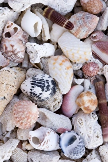 Beach Shells Imprime: Shells on the beach