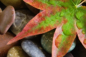 Autumn Colored Leaves Imprime: Smooth rocks and fall-colored maple leaf