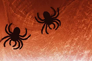 Araña en telaraña.