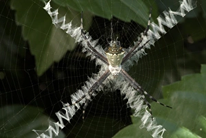 Spider Web Design Imprime: Spider and X-pattern web