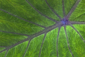 Tropical Leaf Pattern Imprime: Tropical leaf pattern