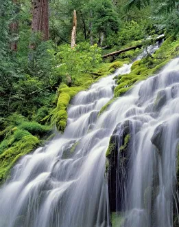 Lush Forest Landscapes Imprime: USA, Oregon, Proxy
