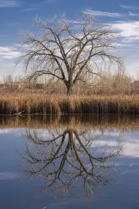 Colorado Winter Landscape Imprime: Lone tree reflection