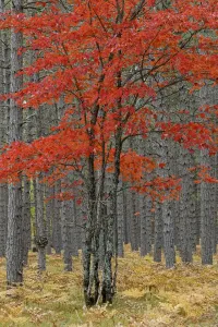 Upper Peninsula Michigan Imprime: Red maple tree among pine tree trunks, Hiawatha National Forest