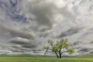 Eastern Washington Landscape Imprime: Single tree among wheat fields and clouds, Palouse region of eastern Washington