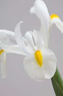 Flora And Fauna Photography Imprime: White iris