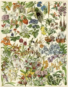 Antique Botanical Prints Imprime: Tropical and exotic flowers
