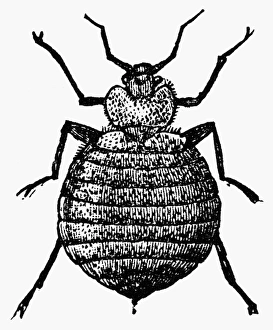 Cimex Lectularius Imprime: BEDBUG. The bedbug (Cimex lectularius). Wood engraving, c1900