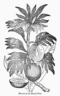 Rare Botany Prints Imprime: BOTANY: BREADFRUIT TREE. Branch of the breadfruit tree. Wood engraving, 19th century