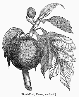 19th Century Wood Engravings Imprime: BOTANY: BREADFRUIT TREE. Flower and leaf of the breadfruit tree