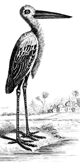 Crane Wildlife Photography Imprime: CRANE