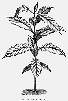 19th Century Botany Art Imprime: JAVA: COFFEE PLANT. A coffee plant from Java. Wood engraving, late 19th century