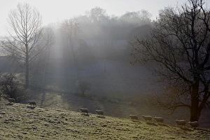 Cotswolds Scenery Imprime: Winter light