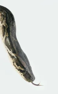 Impresión enmarcada : Cabeza de pitón birmano (Python molurus), silbido, en close-up, vista lateral.