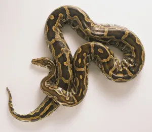 Pitón de Birmania, Python molurus.