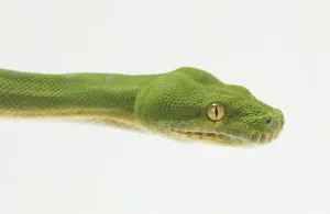 Tropical Rainforest Reptiles Imprime: Close-up of the head of a Green Tree Python