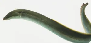 Conger Eel Imprime: Conger Eel