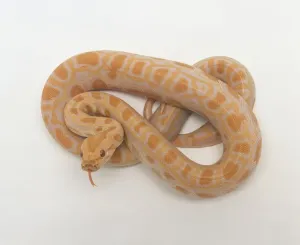 Reptile Studio Shot Imprime: Albino Burmese Python (Python molurus bivittatus) coiled up