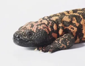 Reptile Animal Images Imprime: Monitor lizard, close up of head