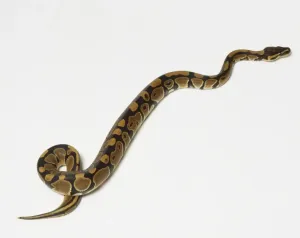 Impresiones de La serpiente de la bola o la serpiente real (Python regius) deslizándose, vista desde un ángulo alto Pitón Bola Imprime: La serpiente de ballena o la serpiente real (Python regius) se arrastra