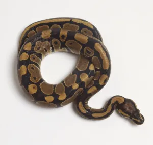 Impresiones de Serpiente de la Reina enroscada o Serpiente Real (Python regius), vista desde arriba Pitón Bola Imprime: La serpiente de la pelota enroscada o el pitón real (Python regius), vista desde arriba.