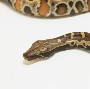 Impresiones de Cabeza de Pitón de Sangre (Python curtus brongersmai), en primer plano Pitón De Sangre Imprime: Cabeza de la Serpiente de Sangre (Python curtus brongersmai), en close-up.