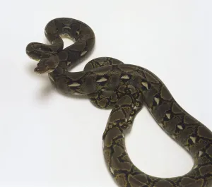 Impresiones de La serpiente de retícula (Python reticulatus), vista en altura elevada Pitón Reticulada Imprime: 'La serpiente de retícula (Python reticulatus), vista desde arriba'.