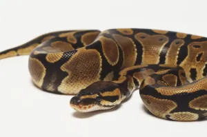 Impresiones de Un Royal Python enroscado con su cabeza en el centro, para una protección máxima Serpiente Imprime: Un Royal Python enrollado con su cabeza en el centro, para una protección máxima.